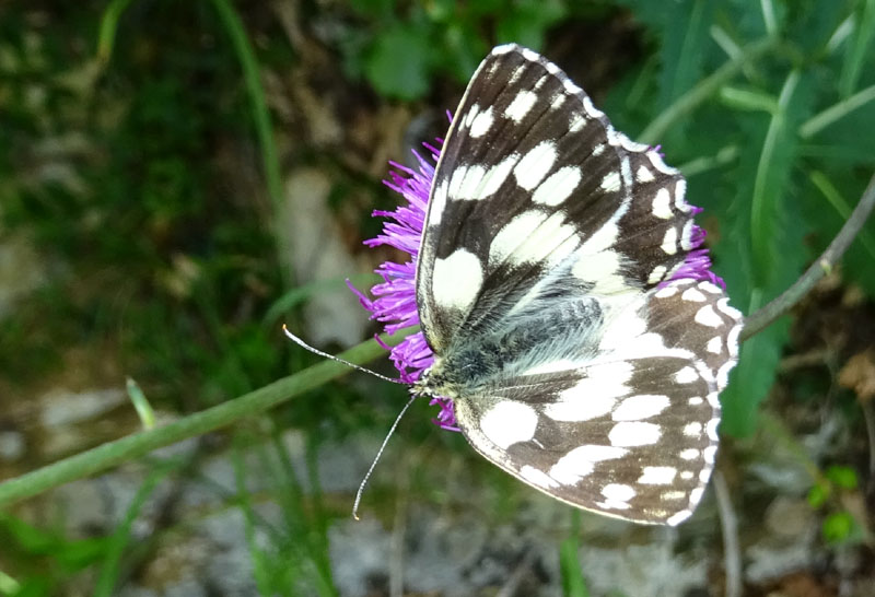 Melanargia galathea.....colori normali ? s� !